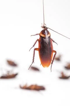 Cockroach hanging is dead shoot on white background Stock Photos
