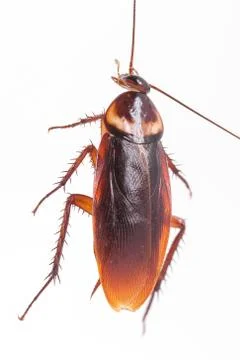 Cockroach hanging is dead shoot on white background 写真素材