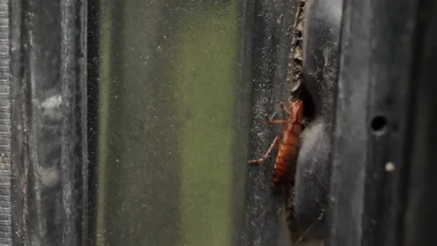 Cockroach Hiding In Car Door 2 Stock Footage 171781357