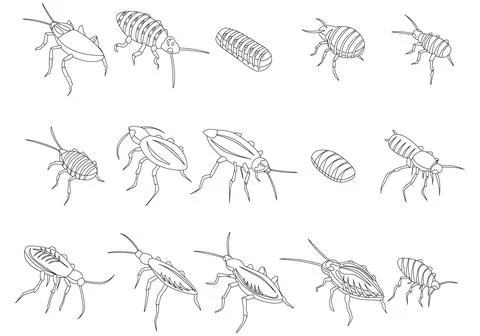 Cockroach icons set vector outline 스톡 일러스트