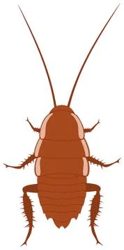 Cockroach Stock Illustration