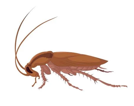 Cockroach Stock Illustration