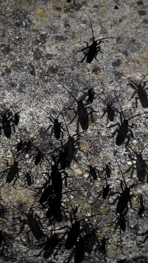 Cockroach Infestation on Concrete Surface  Pest Control and Hygiene Concept.. Stock Footage 340924813