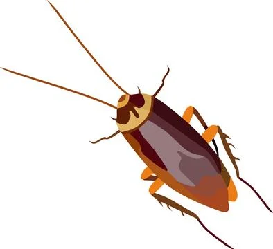 Cockroach Insect Animal Stock Illustration