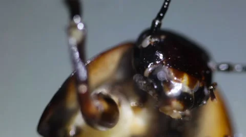 Cockroach Insect Beetle close-up Stock Footage 68967660