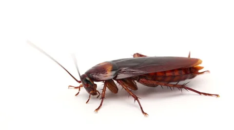 Cockroach insect isolated on white background macro close up 스톡 동영상 49392052