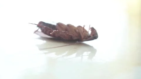 Cockroach Insect  Macro Close Up Video Stock Footage 290499909