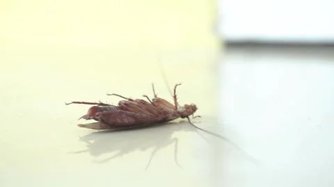 Cockroach Insect  Macro Close Up Video Stock Footage 290499910