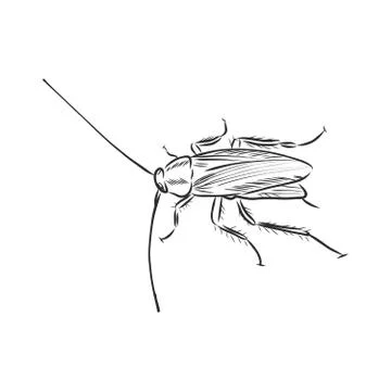 Cockroach insect pest, realistic vector sketch illustration Stock Illustration