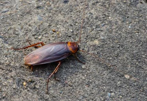 Cockroach insect on road Stock Photos