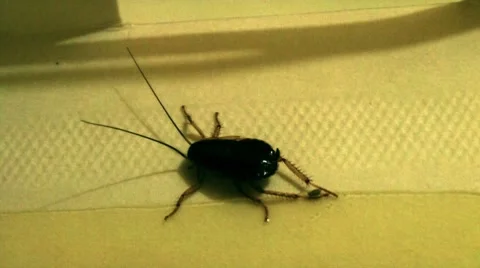Cockroach insect stuck to glue trap Stock Footage 8683034