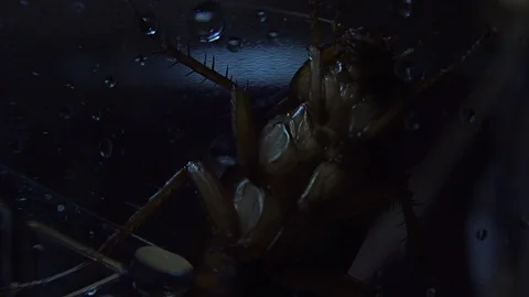 Cockroach isolated is hiding in dark pla... | Stock Video | Pond5