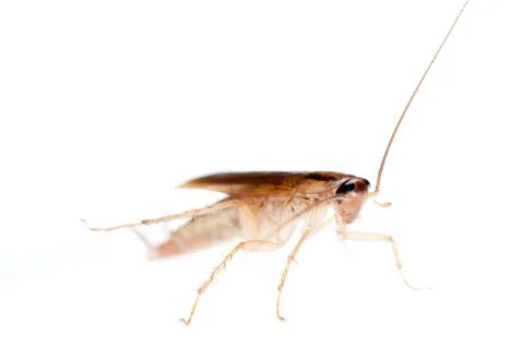 Cockroach isolated Foto stock