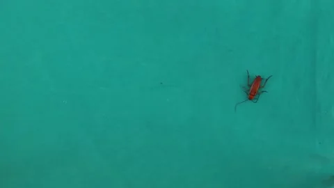 Cockroach isolated. Smooth cockroach on a green background. insects, bugs 스톡 동영상 147639224