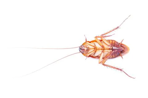 Cockroach isolated on white background Foto stock