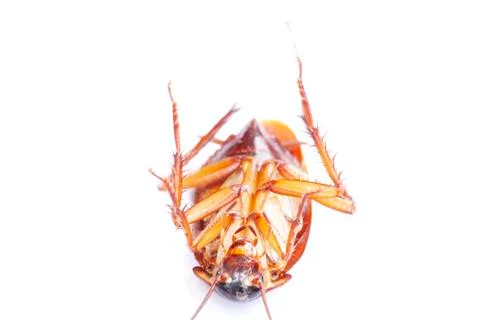 Cockroach isolated on white background Stock Photos