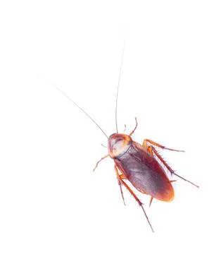 Cockroach isolated on white background Stockfoto's