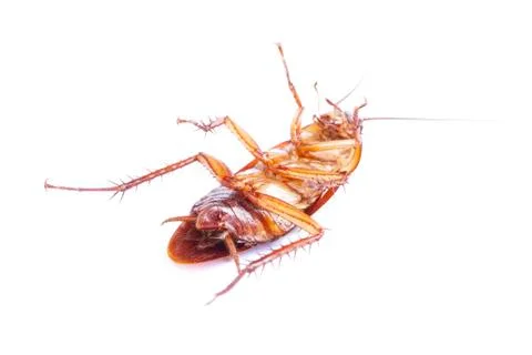 Cockroach isolated on white background Stock Photos