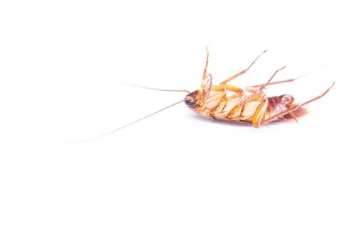 Cockroach isolated on white background Stock Photos