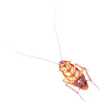 Cockroach isolated on white background Stock Photos