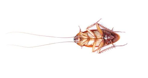 Cockroach isolated on white background Stock Photos