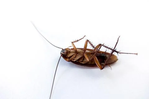Cockroach isolated on white background. Stock Photos