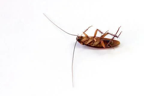 Cockroach isolated on white background. Stock Photos