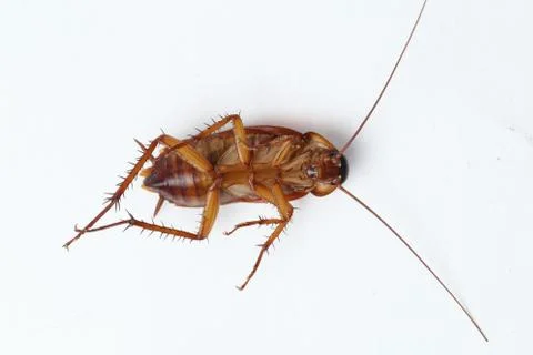 The cockroach isolated on the white background. Stock Photos