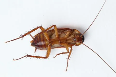 The cockroach isolated on the white background. Stock Photos