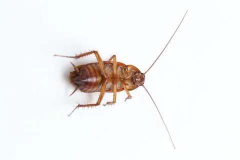 The cockroach isolated on the white background. Stock Photos