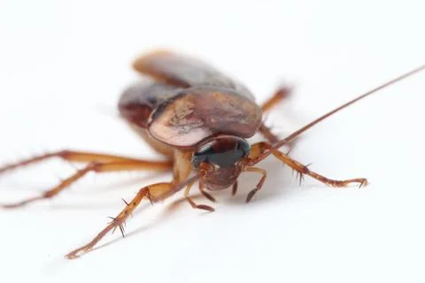The cockroach isolated on the white background. Stock-Fotos