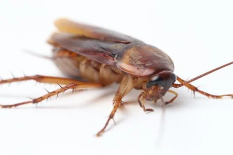 The cockroach isolated on the white background. Foto stock