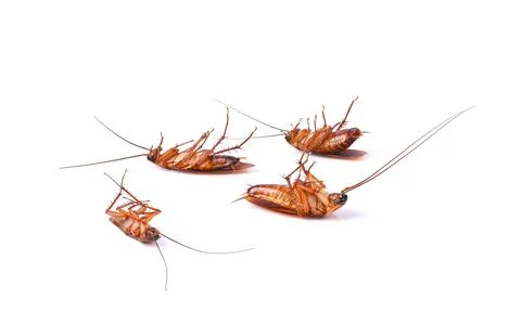 Cockroach isolated on white background. Stock Photos