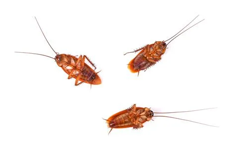Cockroach isolated on white background. Top view Stock Photos