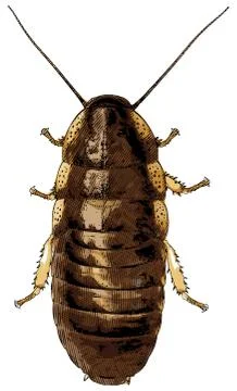 Cockroach isolated on white - illustration Ilustración de archivo