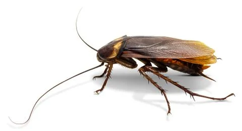 Cockroach isolated on white Stock Photos