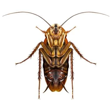 Cockroach isolated on white Stock Photos