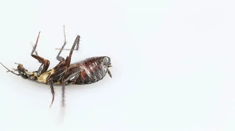 Cockroach on its back Stock Footage 11145839