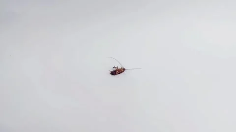 Cockroach on Its Back on a White Floor Stock Footage 292784831
