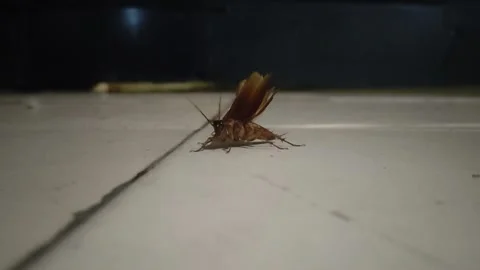 The cockroach with its wings raised ready to fly Stock Footage 237613556