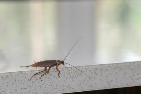 Cockroach On Kitchen Bench Stock Photos