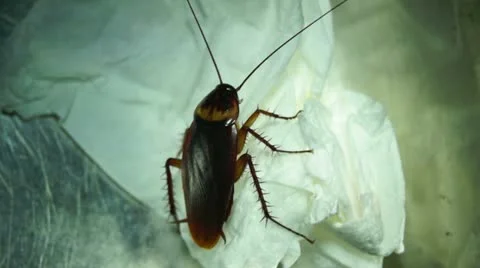 Cockroach in the kitchen Stock Footage