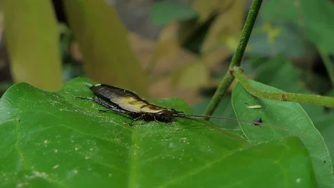 Cockroach on leaf in nature. Stock Footage 106733587