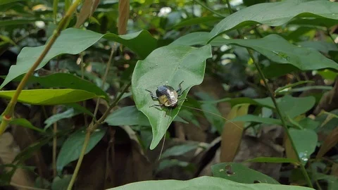 Cockroach on leaf in nature. 库存影片 106733635