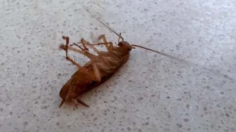 A cockroach lies on its back affected by poison. Stock Footage 314604687