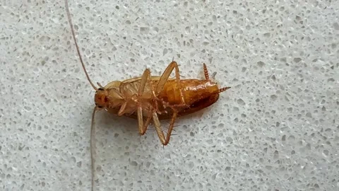 A cockroach lies on its back affected by poison. Stock Footage 314604714