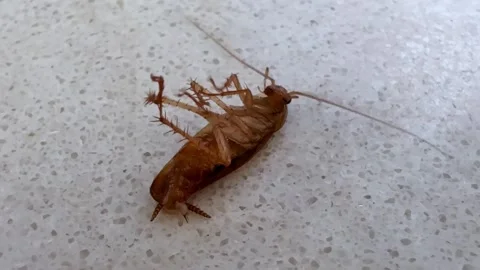A cockroach lies on its back affected by poison. 스톡 동영상 315107342