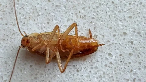A cockroach lies on its back affected by poison. Video stock 315107393