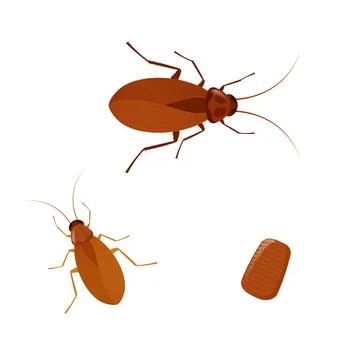 Cockroach lifecycle showing different stages of development Stock Illustration