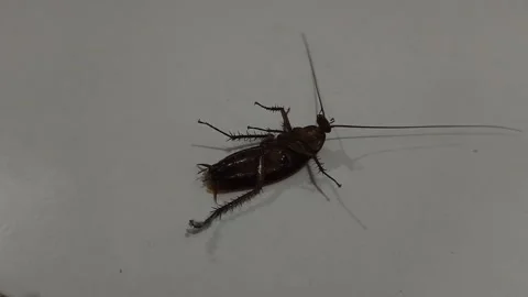 Cockroach Lying on Back Spinning on White Tile Floor Stock Footage 328350144